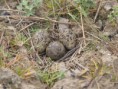 /album/my-local-birding-gallery/lapwings-nest-near-to-dewsbury-town-centre-jpg/